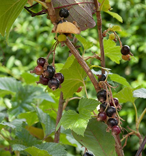 Schwarze Johannisbeere Titania 40-60cm - Ribes nigrum - Gartenpflanze von Baumschule