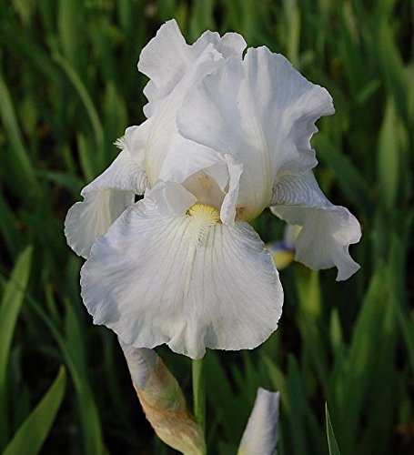 Schwertlilie Immortality - Iris barbata - Gartenpflanze von Baumschule