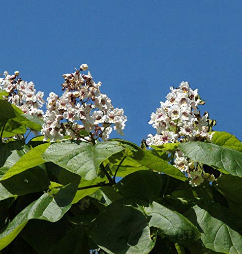 Trompetenbaum 80-100cm - Catalpa bignonioides - Gartenpflanze von Baumschule