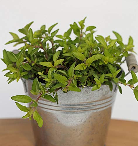 Wilder Majoran Aureum - Origanum vulgare - Gartenpflanze von Baumschule