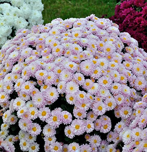 Winteraster Julia - Chrysanthemum hortorum - Gartenpflanze von Baumschule