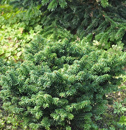 Zwerg Balsam Tanne 50-60cm - Abies balsamea - Gartenpflanze von Baumschule