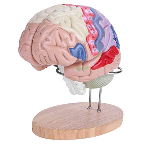 Medizinisches Gehirnmodell, 1: 2 Medizinisches anatomisches menschliches Gehirnmodell Hirnrinde 4 Teile von BigKing
