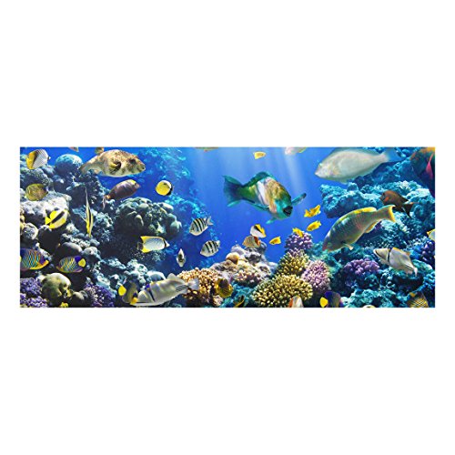 Top Tiere Glasbilder Wandbild Foto Kunstdruck 40 x 100 cm, Underwater Reef von Bilderwelten