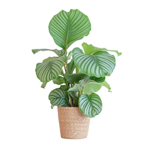 BloomPost Calathea Orbifolia — über 55-65 cm — Zimmerpflanze — Pflegeleichte Zimmerpflanze — Einfach zu züchtende Zimmerpflanzen für das Büro — Topf im Lieferumfang enthalten von BloomPost