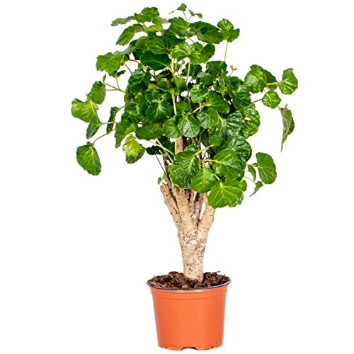 Polyscias Green Lemon - Aralia - Zimmerpflanze - Special - ⌀12 cm - 30-40 cm von Bloomique