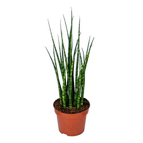 Sansevieria 'Fernwood Mikado' jeweils | Zimmerpflanze im Kinderzimmertopf ⌀12 cm - 25-35 cm von Bloomique