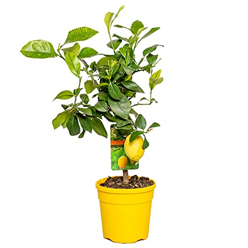 Citrus limon - Zitronenbaum - Obstbaum - Immergrün - ⌀19 cm - 60-70 cm von Bloomique