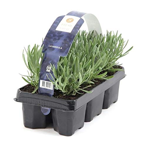 48 Pflanzen Lavandula angustifolia Staude Lavendel von Blumen-Senf