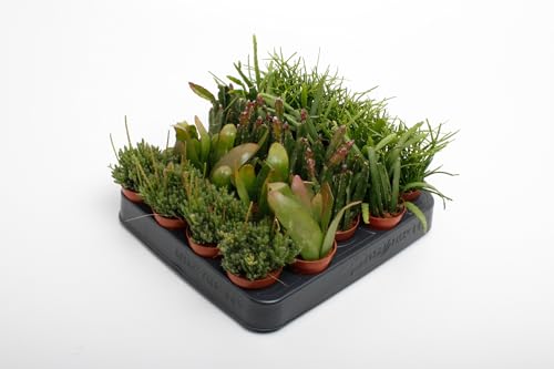 5 Stück Rhipsalis Cassutha mix Höhe 10-15 cm, Topf-Ø 5,5 cm - Binsenkaktus - Korallenkaktus - pflegeleichte Zimmerpflanze von Blumen-Senf