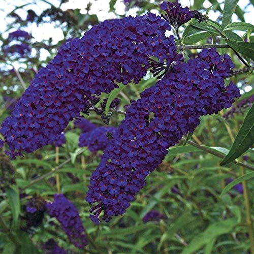 Buddleja davidii Empire Blue 25-30 cm Schmetterlingsflieder Sommerflieder - Fliederspeer von Blumen-Senf