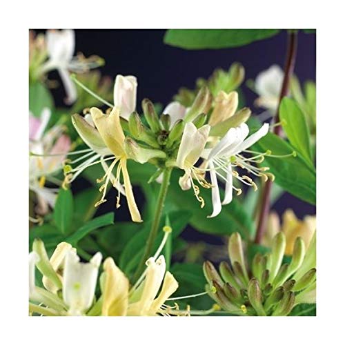 Echtes Geißblatt 60-80 cm Lonicera periclymenum Belgica - Jelängerjelieber von Blumen-Senf