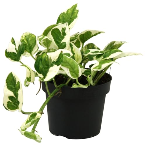 Epipremnum N'joy opf Ø 12 / Höhe ca. 20 cm- Efeutute Rankpflanze Pflegeleicht Hängepflanze Zimmerpflanze von Blumen-Senf
