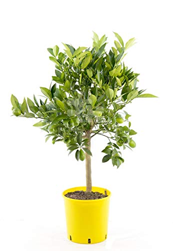 Italienische Limequat Eustis 80 cm - Citrus x floridana von Blumen-Senf