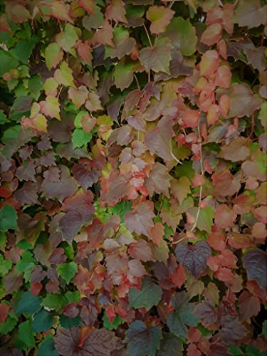 Jungfernrebe 150-200 cm/Selbstklimmer/Dreilappige Jungfernrebe 'Veitchii' - Parthenocissus tricuspidata 'Veitchii' - Kletterpflanze von Blumen-Senf