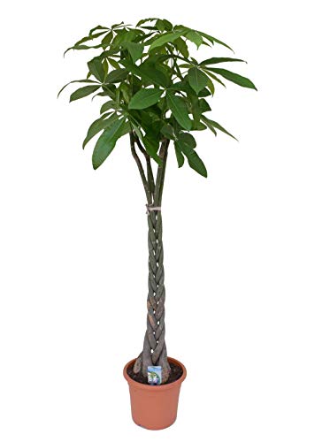 Pachira aquatica 130-160 cm Glückskastanie Zimmerpflanze von Blumen-Senf