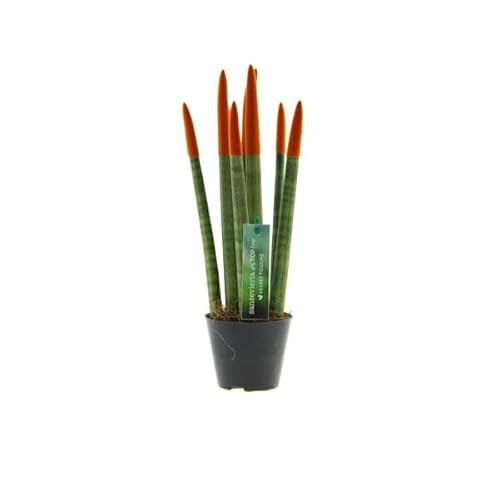 Sansevieria Cylindrica Straight -Spaghetti VELVET TOUCHZ®- 30 cm Bogenhanf Zimmerpflanze (Orange) von Blumen-Senf