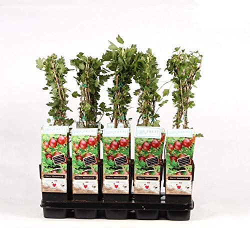 Stachelbeere Hinnonmäki rot 60-70 cm Ribes uva-crispa Hinnonmäki Röd von Blumen-Senf