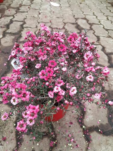 Südseemyrte 25-30 cm Rosa-Pink Leptospermum scoparium - Manuka von Blumen-Senf