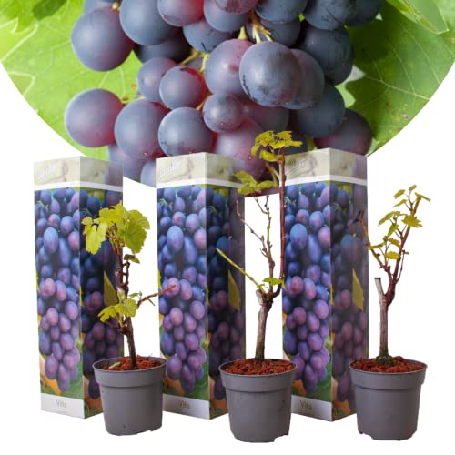 Vitis vinifera Cabernet Franc-Rebe - 3er Set - Weinrebe - Topf 9cm - Höhe 25-40cm von Blumen-Senf