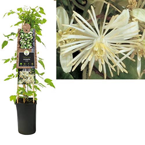 Waldrebe Clematis vitalba 60-80 cm Kletterpflanze von Blumen-Senf