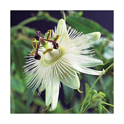 Winterharte Passionsblume Constance Elli 60-70 cm - exotische Schönheit - mehrjährige Kletterpflanze von Blumen-Senf