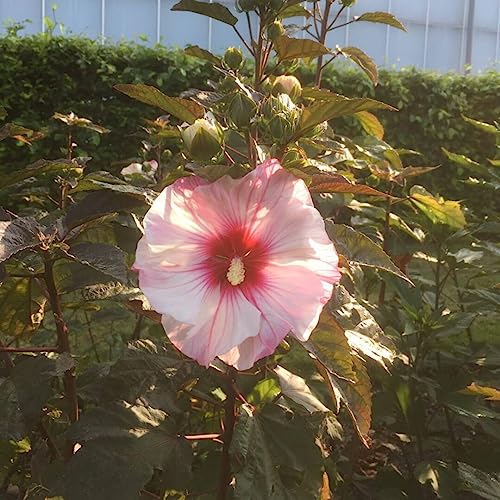 XXL Hibiscus moscheutos Small Wonder Riesenhibiskus Staudenhibiskus von Blumen-Senf