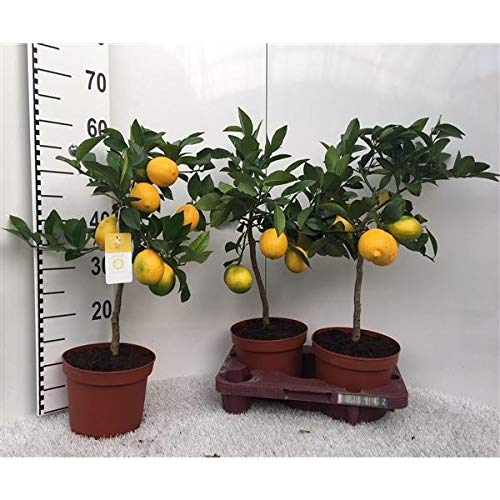 Zitronenbaum Meyer -Lisa- 30 cm ohne Früchte Citrus Meyer Lemon von Blumen-Senf