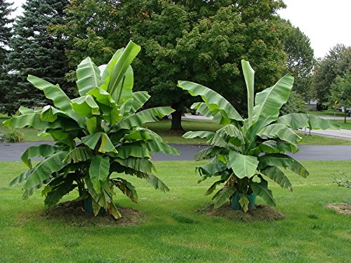 winterharte Banane Musa basjoo 30 cm Banane von Blumen-Senf