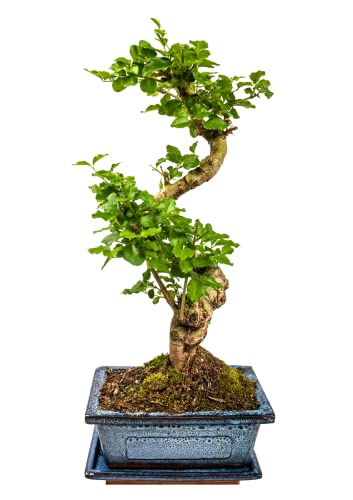 Zimmerbonsai chinesischer Liguster bonsai - ca. 10 Jahre 25-35 cm hoch Immergrün mit Auffangschale von Bonsai LT