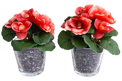 künstliche Frühlingsblume Mini-Begonie mit 5 Stielen im Glas (2 Stück) (orange-Creme) von Botanic-Haus