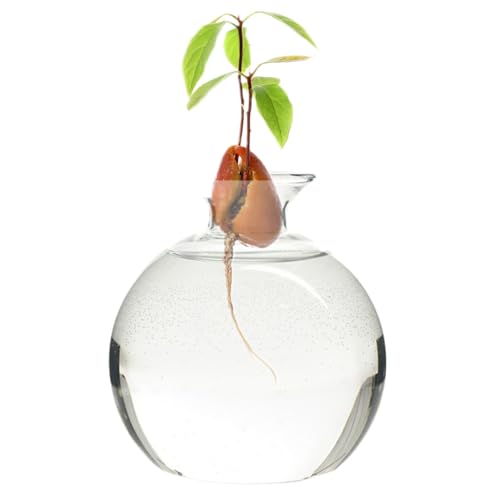 1pc Avocado -Vase, klare hohe Borosilikat -Glas -Avocado -Starter -Vase, Wiederverwendbare runde Hydroponikvase, Universal Avocado Anbauvase für Pflanzen im Innenbereich im Freien 4,7x3.9 von CNAFGBGG