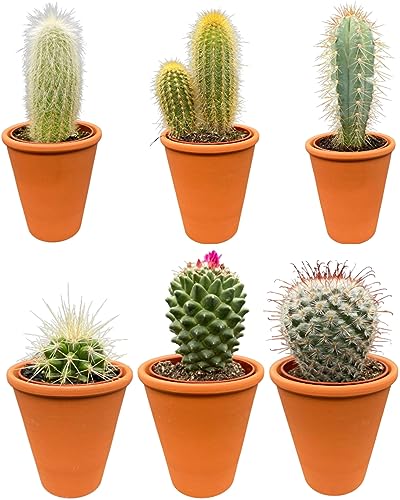 Cactus24 Kakteen Mix- 7.5cm Terrakotta Töpfe- 8-15cm hoch (6 Stück) von Cactus24