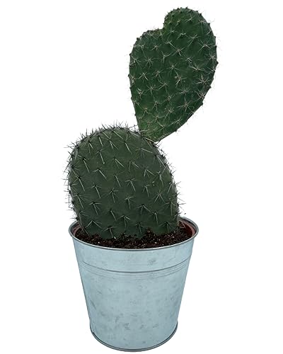 Kaktus, Feigenkaktus, Feigenkaktus, 18CMØ, 30-40CM hoch, Sinktopf von Cactus24