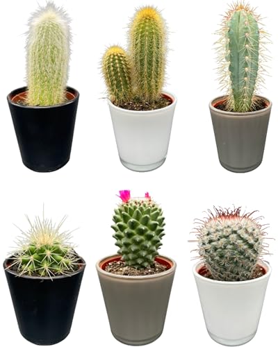 Mischung für Kakteen, moderne Töpfe aus Glas, 7,5 cm, 8-15 cm hoch, 6 Stück von Cactus24