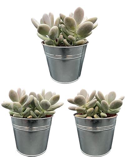 Sukkulenten, Pachyphytum Oviferum, 12cmØ- 15-25CM hoch, Sinktöpfe (3 Stück) von Cactus24