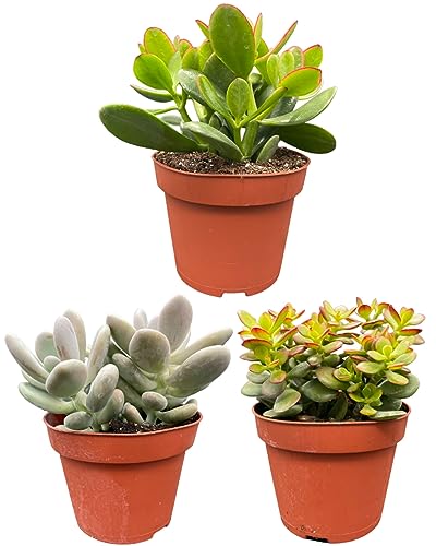 Sukkulenten Mix, 12cmØ, 16-22CM Hoch (3 Stück) von Cactus24