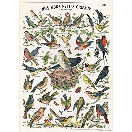 Cavallini Geschenkpapier mit Vogeldiagramm von Cavallini