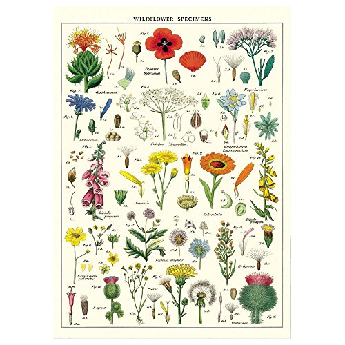 Cavallini Dekoratives Geschenkpapier (Wildblumen) von Cavallini