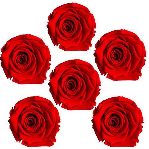Celebration Rosen konservierte stabilisierte haltbare Blumen Set 6-er Rot von Celebration