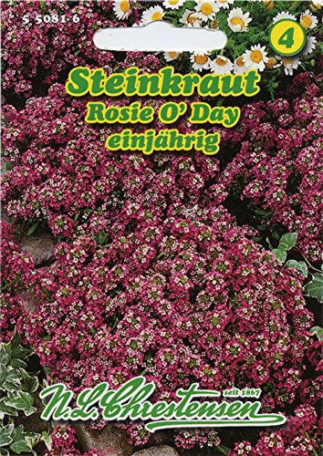 Steinkraut 'Rosi O´ Day' rosa, einjährig, stark duftend ,Polsterpflanzen für Steingärten, Einfassungen und Gruppenpflanzungen , Bienenweide 'Lobularia maritima' von Chrestensen