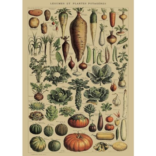 Clever-Deko Poster/Bild/Kunstdruck 70x50 Gemüse Feldfrüchte Lehrtafel Lehrmaterial Retro Nostalgie Vintage von Clever-Deko