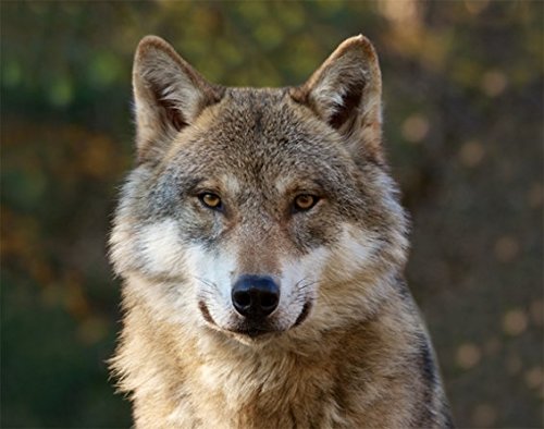 3 D Platzset Wolf, 2erSet, Tischset, Tier Tiere, Wölfe von Cornelissen