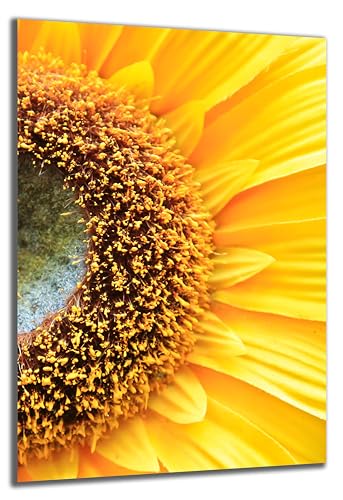 DARO Design - Wand-Bild auf 6mm HDF 40x30 cm Nahaufnahme Sonnenblume - Wand-Deko Bilder Geschenk von DARO Design