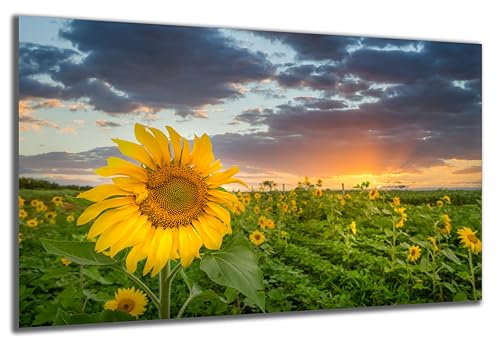 DARO Design - Wand-Bild auf 6mm HDF 70x50 cm Sonnenblume Feld - Wand-Deko Bilder Geschenk von DARO Design