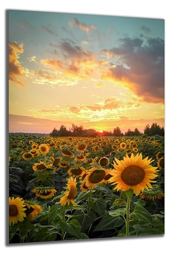 DARO Design - Wand-Bild auf 6mm HDF 70x50 cm Sonnenblumen Sonnenuntergang - Wand-Deko Bilder Geschenk von DARO Design