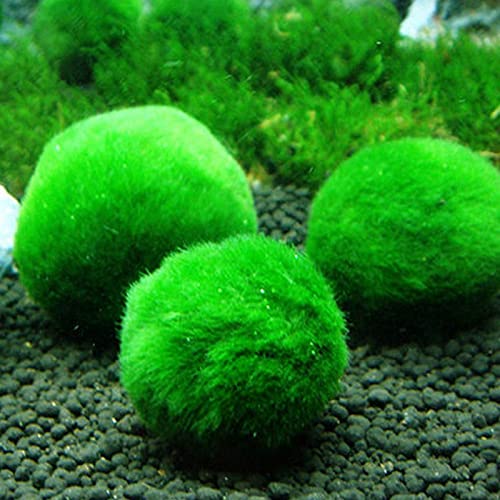 DEDEMCO 6 x Aquarium-Mooskugeln, lebende Aquarium-Pflanzen, grüne Seetangenkugeln, Fischpflanzen, Aquaristik, Wassergras, Ball für Aquarien, Heimdekoration von DEDEMCO