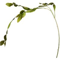 Zweig Kaktus, L:1m, grün von DEPOT