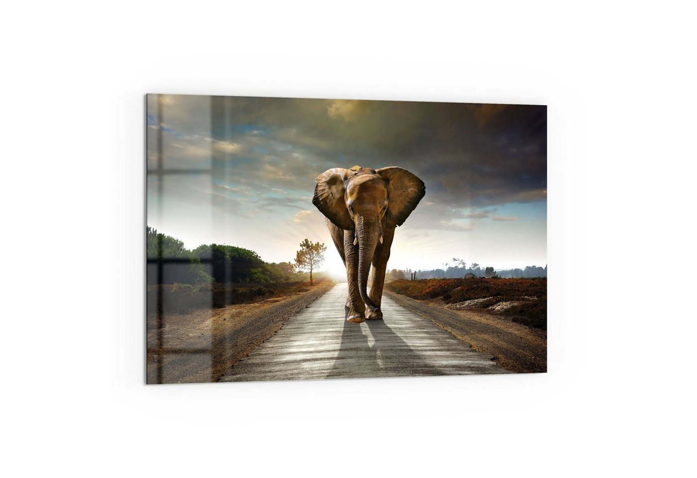 DEQORI Küchenrückwand 'Elefant auf Asphalt', Glas Spritzschutz Badrückwand Herdblende von DEQORI