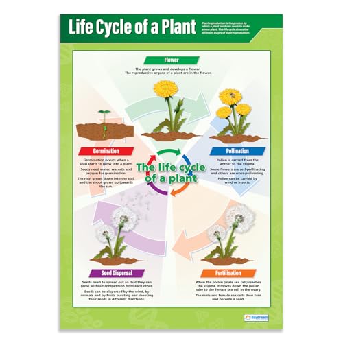 Daydream Education Lehrtafel Life Cycle Of A Plant, englischsprachiges Wissenschaftsposter, Hochglanzpapier, 850 x 594 mm (A1), Wissenschaftswandkarte für das Klassenzimmer von daydream